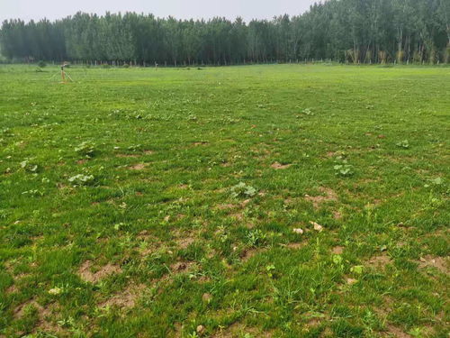 要想植物長得好就得這么做 園林植物健壯生長的秘密武器 園林綠化施工養護