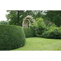 園林綠化專業(yè)施工,園林綠化,懋懋園林工程不錯哦